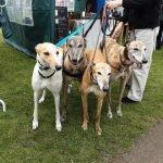 4 hounds at an event