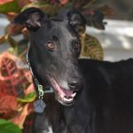 A gorgeous black greyhound smiles