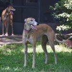 3 greyhounds waiting for a home