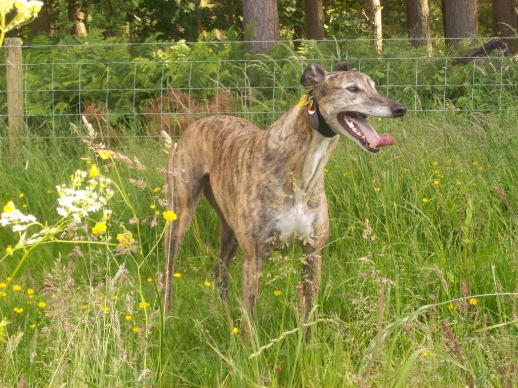 A greyhound called Lofty stands in a wildflower meadow