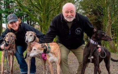 Preparations For The 2,000th Greyhound Adoption – 25th January